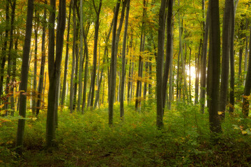 Fototapeta na wymiar Dense colorful fairytale autumn beech forest