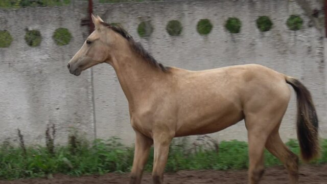 Beautiful akhal-teke horse portrait in slow-motion