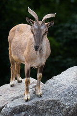 Markhor