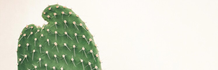 Single cactus on light background. Home plant growing. Natural floral minimal concept. Close up.	...