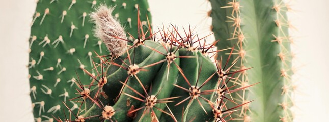 Various cactus in pots. Home plants growing. Natural floral banner.	