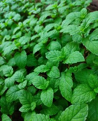 mint in the garden