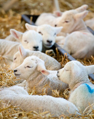New born Lleyn lambs in spring time on a farm in England, United Kingdom