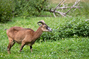 Mouflon