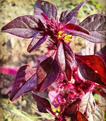 autumn leaves background