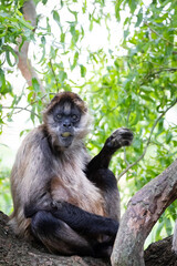 Geoffroy’s spider monkey