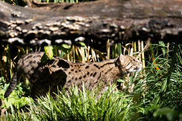 fishing cat