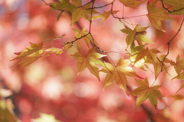 赤いもみじの中の黄色いもみじ