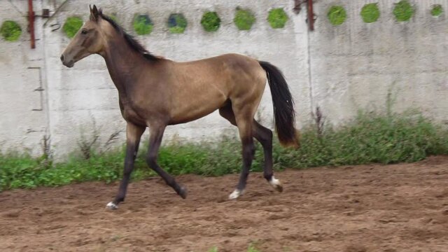 Young buckskin horse trotting in paddock alone, slow-motion