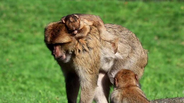baby animal on back of mom, monkey Macaca sylvanus 
