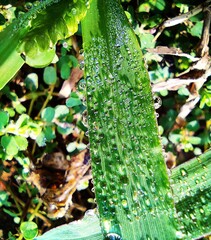 water drops on a leaf
