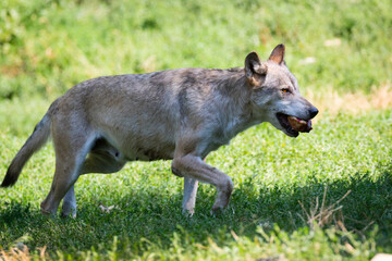 eastern timber wolf