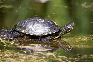 European pond turtle