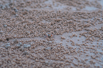Small crab on the beach