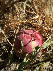 mushroom in the grass