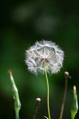 Dandelion