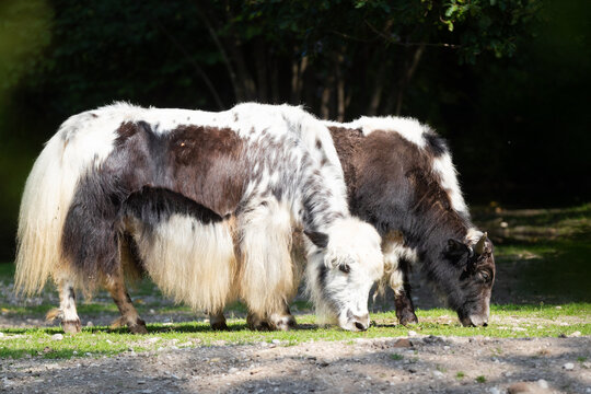 two yaks