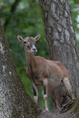 Mouflon