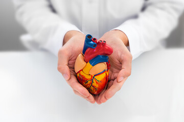 Doctor showing support for heart and cardiac health. Anatomical model of the heart in hands of...