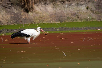 White stork