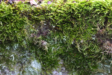 Moos, Mauer, Stadtmauer, Flechten