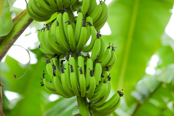 green banana bunch on banana tree at field