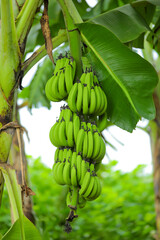 green banana bunch on banana tree at field © PRASANNAPIX