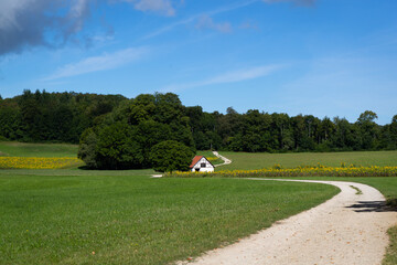 Way along a hut and a field of common sunflowers