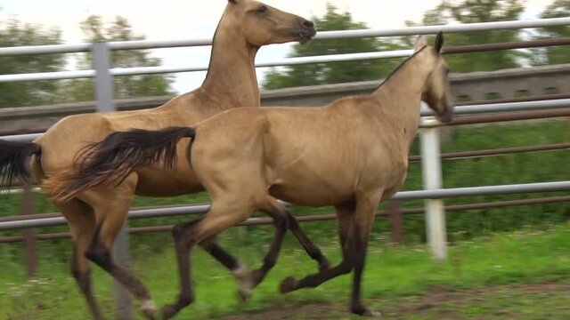 Two graceful horses running together in paddock in slow-motion