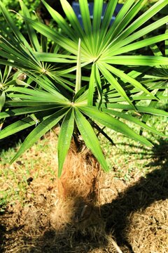 Coccothrinax Crinita plant in the garden