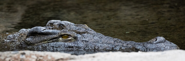 nile crocodile