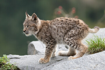 Lynx in green forest with tree trunk. Wildlife scene from nature. Playing Eurasian lynx, animal behaviour in habitat. Wild cat from Germany. Wild Bobcat between the trees