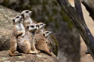 Fototapeta premium Meerkats