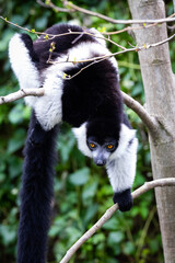 Black-and-white ruffed lemur