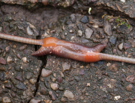 Earthworms reproducing above ground during the day,this usually occurs at night.