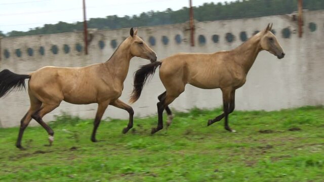 Beautiful purebred colts running together in paddock in a slow-motion