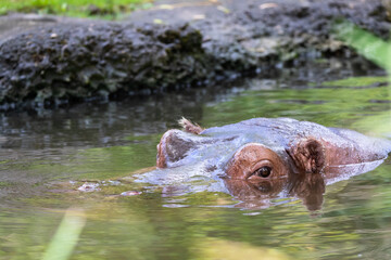 Hippopotamus