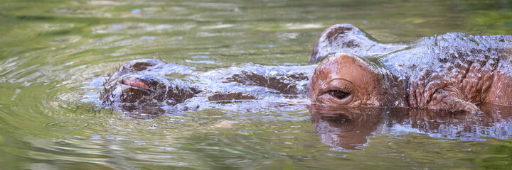 Hippopotamus