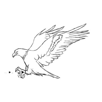 rough sketch of an eagle