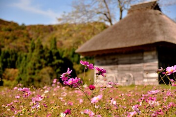 田舎の茅葺小屋