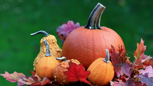 Pumpkin with autumn leaves, autumn background
