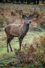 Naklejka na ściany i meble Beautiful image of red deer stag in vibrant golds and browns of Autumn Fall landscape forest