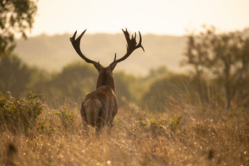 Beautiful image of red deer stag in vibrant golds and browns of Autumn Fall landscape forest