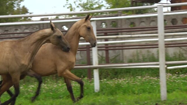 Portrait of two beautiful young horses run in slow-motion in paddock
