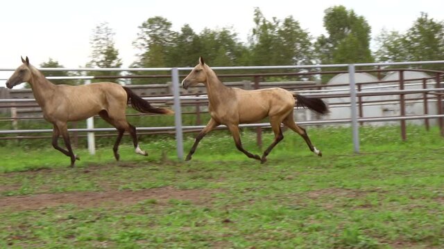 Two beautiful horses run together in slow-motion