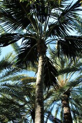 Obraz premium Howea Fosteriana palm tree in the garden