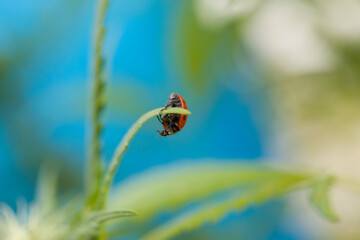 A Ladybird or Ladybug on a Cannabis plant,the marijuana is in flower.