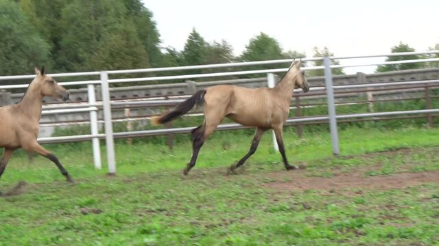Two young horses run in paddock in slow-motion