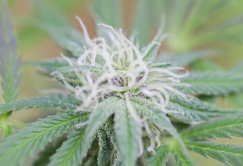 A close up of a flower of a Cannabis or Marijuana plant.The trichomes can be seen in detail.