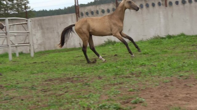 Akhal-teke horses run gallop in a paddock
